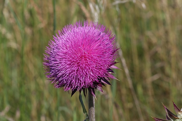 bodliak ovisnutý Carduus nutans L.