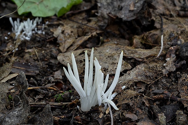 kyjačik lámavý Clavaria fragilis Holmsk.