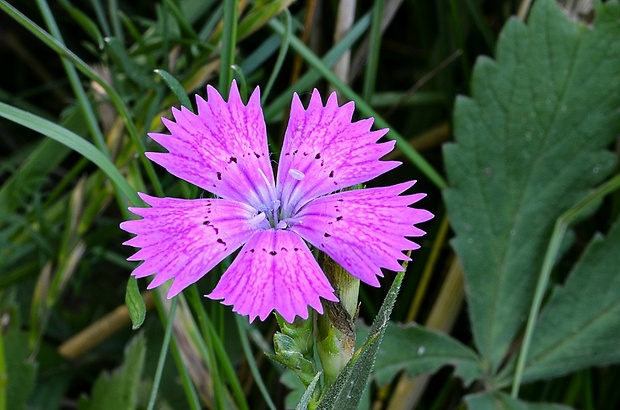 klinček kopcový Dianthus collinus Waldst. et Kit.