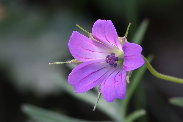 pakost holubí Geranium columbinum L.