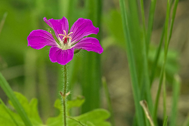 pakost Geranium sp.