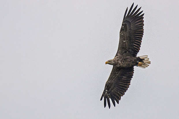 orliak morský Haliaeetus albicilla