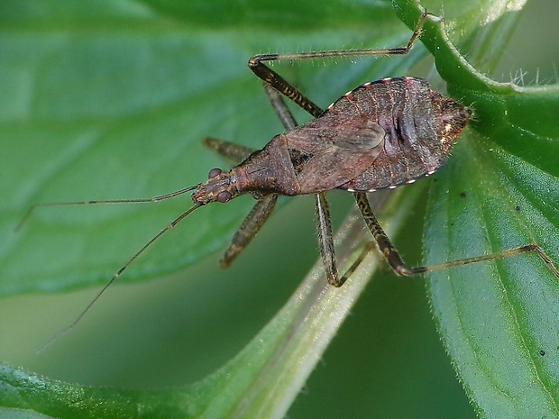 dravček Himacerus apterus