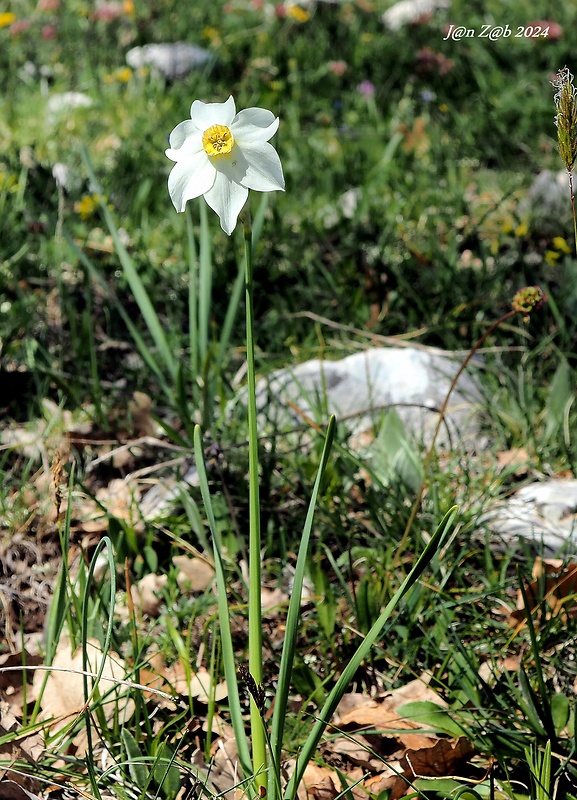 narcis biely Narcissus poëticus L.