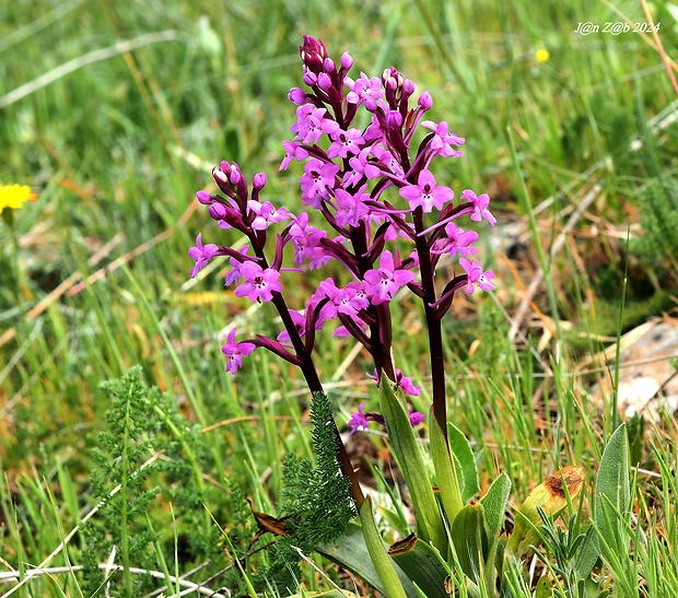 vstavač Orchis quadripunctata Cirillo ex Ten.