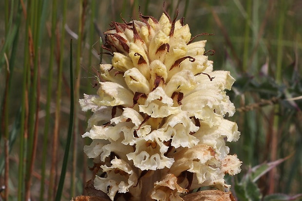 záraza sieťnatá Orobanche reticulata Wallr.