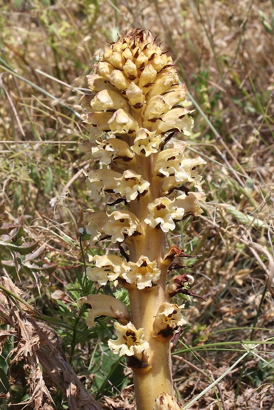 záraza sieťnatá Orobanche reticulata Wallr.