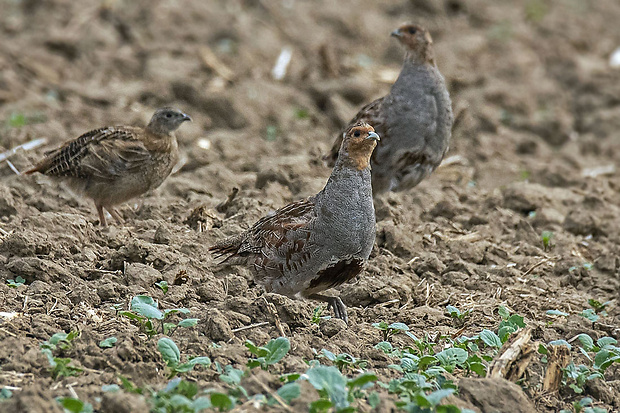 jarabica poľná Perdix perdix