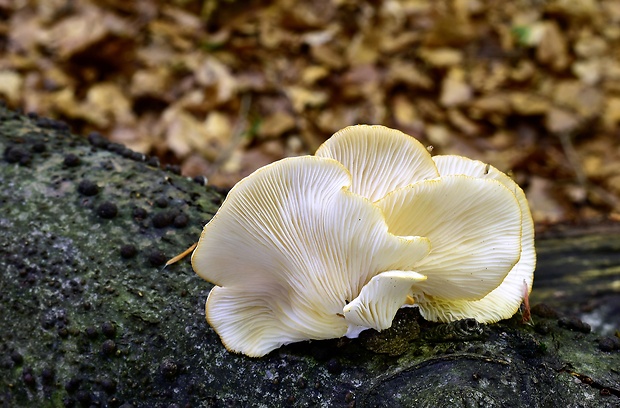 hliva buková Pleurotus pulmonarius (Fr.) Quél.