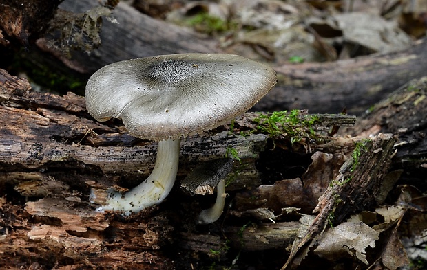 štítovka Pluteus sp.