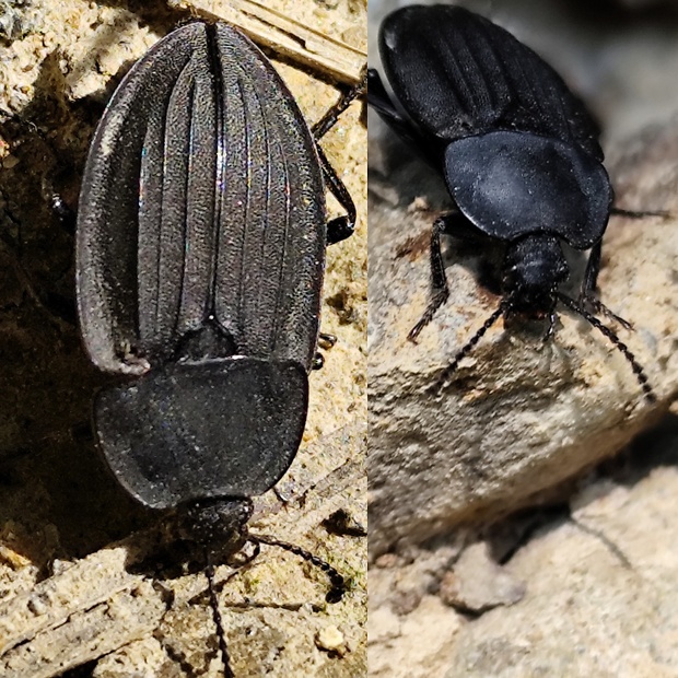 mrchožrút(zdochlinár) Silpha carinata