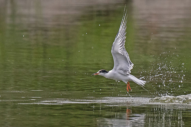 rybár riečny Sterna hirundo