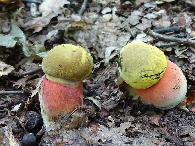 hríb zrnitohlúbikový Sutorius luridiformis (Rostk.) G. Wu & Zhu L. Yang