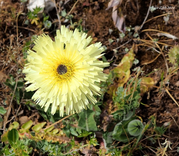 urospermum  Urospermum dalechampii L.) Scop. ex F.W.Schmidt