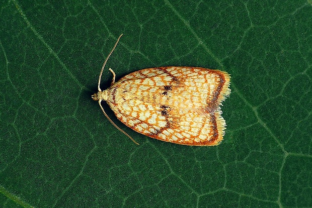 obaľovač javorový (sk) / obaleč javorový (cz) Acleris forsskaleana (Linnaeus, 1758)