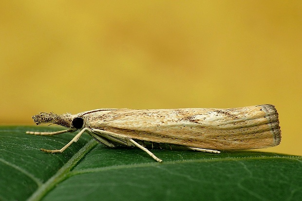 trávovec prúžkatý (sk) / travařík (cz) Agriphila inquinatella (Denis & Schiffermüller, 1775)