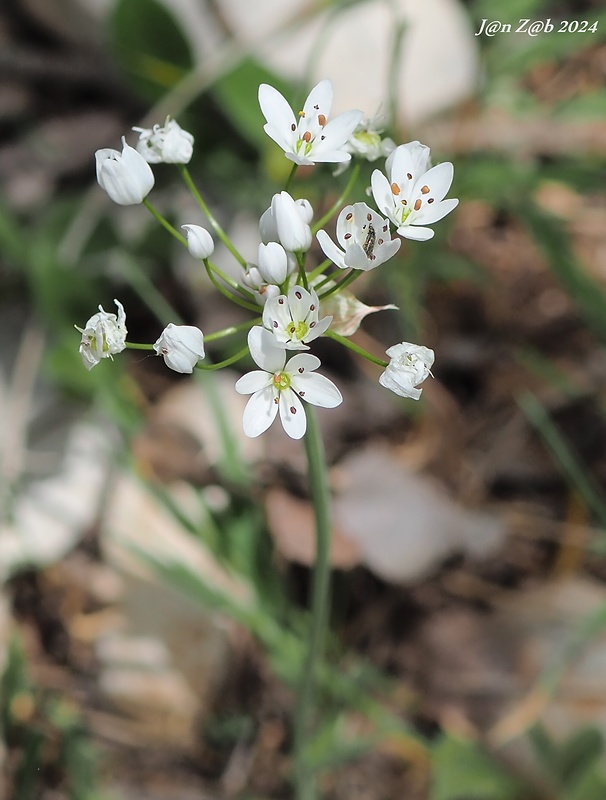 cesnak ochlpený Allium subhirsutum L.