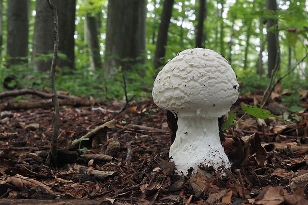 muchotrávka šiškovitá Amanita strobiliformis Gonn. & Rabenh.