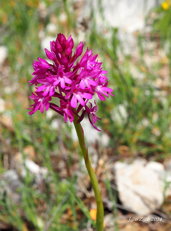 červenohlav ihlanovitý Anacamptis pyramidalis (L.) Rich