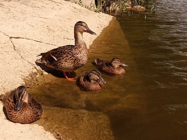 kačica divá - samica s mláďatami  Anas platyrhynchos