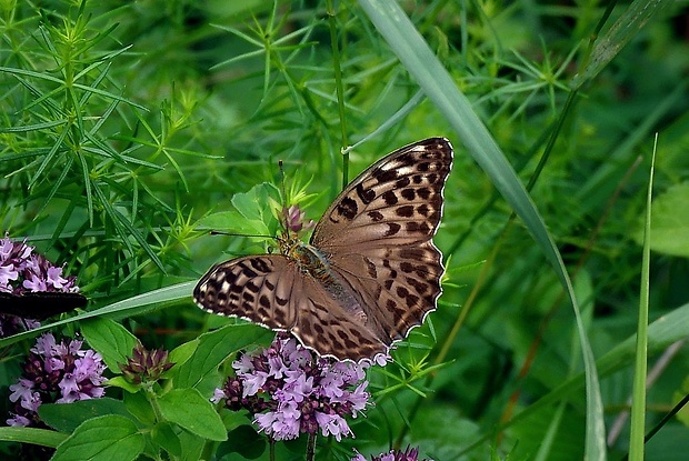 perlovec striebristopásavý (sk) / perleťovec stříbropásek (cz) Argynnis paphia (Linaeus,1758)