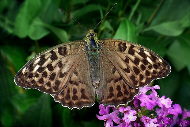 perlovec striebristopásavý (sk) / perleťovec stříbropásek (cz) Argynnis paphia (Linaeus,1758)