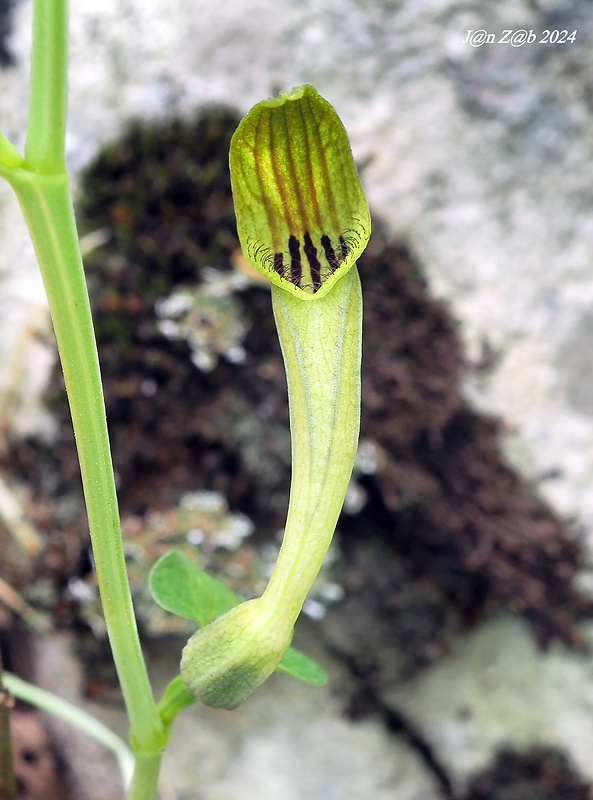 vlkovec Aristolochia pallida Willd.