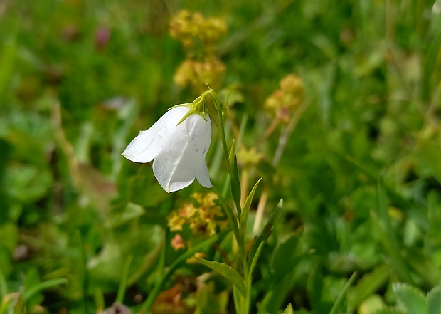 zvonček Campanula scheuchzeri Vill.