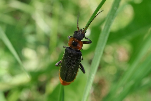 snehuľčík obyčajny Cantharis rustica