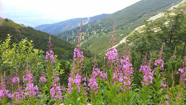 kyprina úzkolistá Chamerion angustifolium (L.) Holub