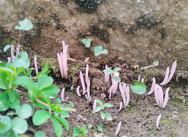 kyjačik Clavaria sp.