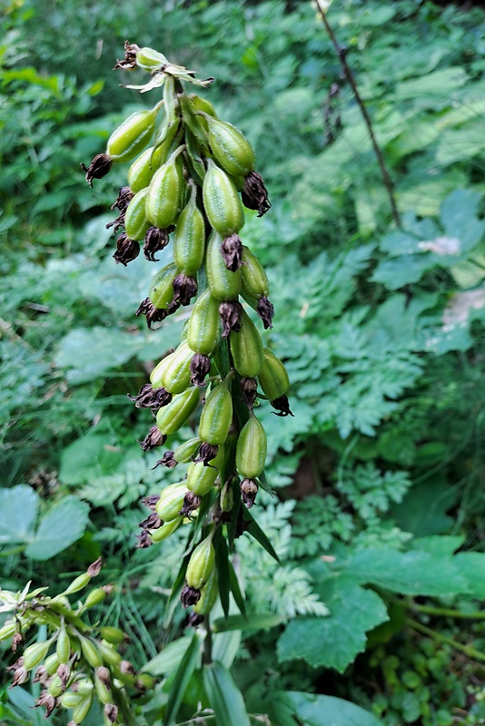 kruštík širokolistý pravý  Epipactis helleborine subsp. helleborine (L.) Crantz