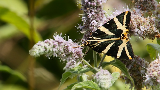 spriadač kostihojový  Euplagia quadripunctaria