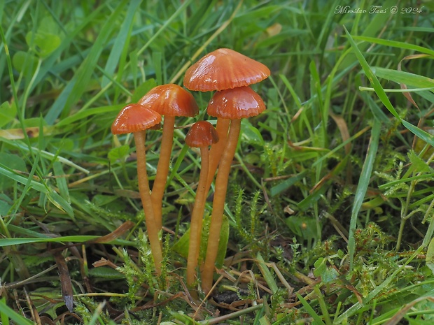 lúčnica tehlová Gliophorus sciophanus (Fr.) Herink