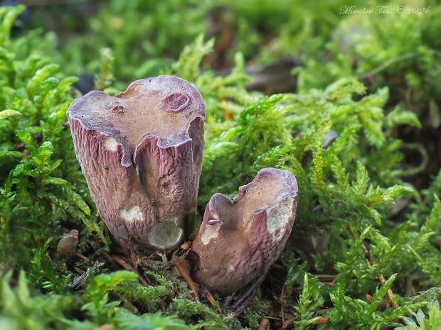 lievikovec kyjakovitý Gomphus clavatus (Pers.) Gray