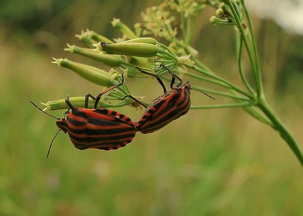 bzdocha pásavá Graphosoma italicum