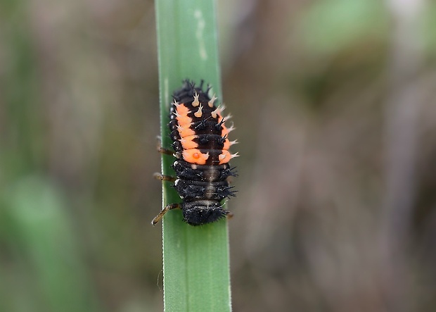 lienka - larva Harmonia axyridis