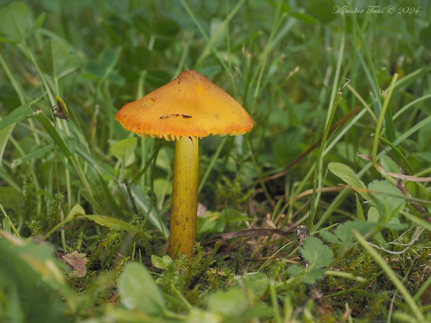 lúčnica kužeľovitá Hygrocybe conica (Schaeff.) P. Kumm.