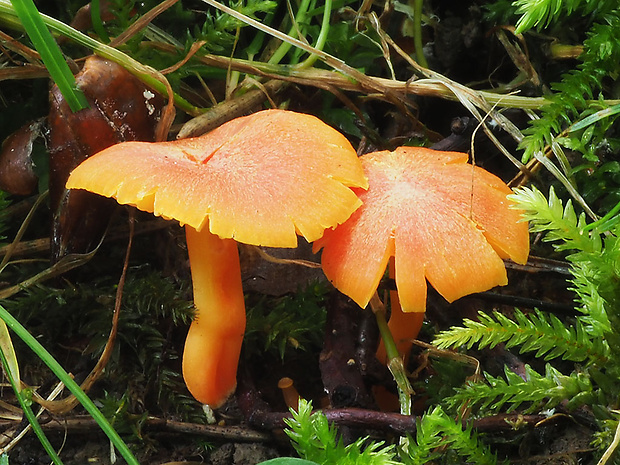 lúčnica žiarivá Hygrocybe fulgens Fuljer, Kautmanová & Boertm.