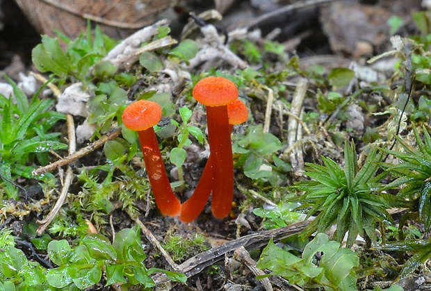 lúčnica Hygrocybe sp.