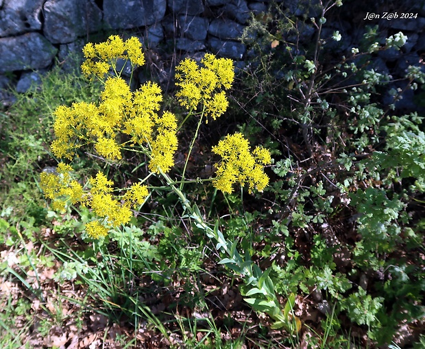 farbovník obyčajný Isatis tinctoria L.