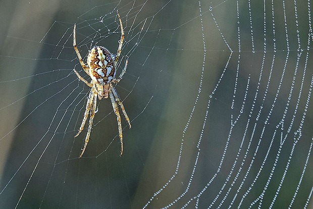 križiak Larinioides sclopetarius