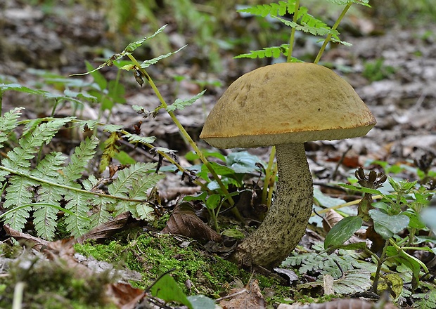 kozák hrabový Leccinum pseudoscabrum (Kallenb.) Šutara