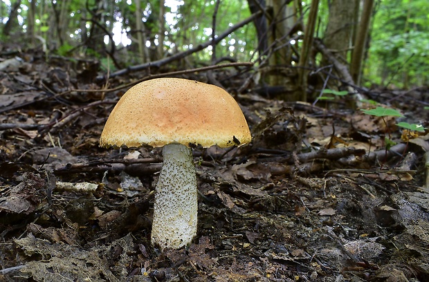 kozák žltooranžový Leccinum versipelle (Fr. & Hök) Snell