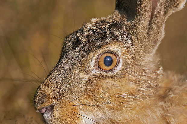 zajac poľný Lepus europaeus