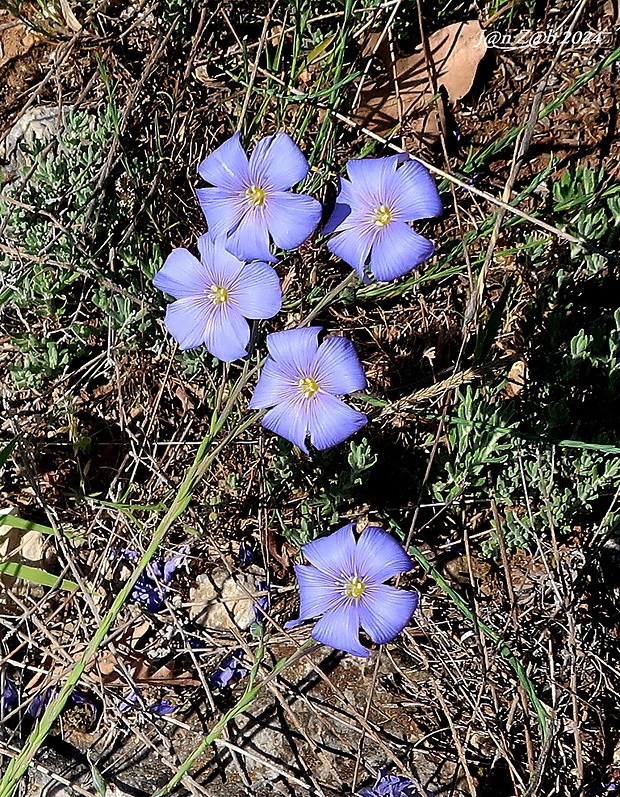 ľan Linum austriacum L. subsp. tommasinii (Rchb.) Greuter & Burdet