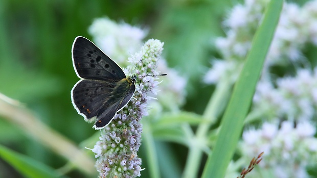 ohniváčik čiernoškvrnný (sk) / ohniváček černoskvrnný (cz) Lycaena tityrus Poda, 1761