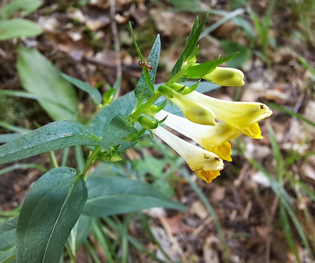 čermeľ lúčny Melampyrum pratense L.