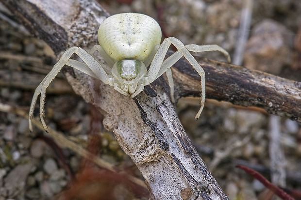 kvetárik dvojtvarý Misumena vatia