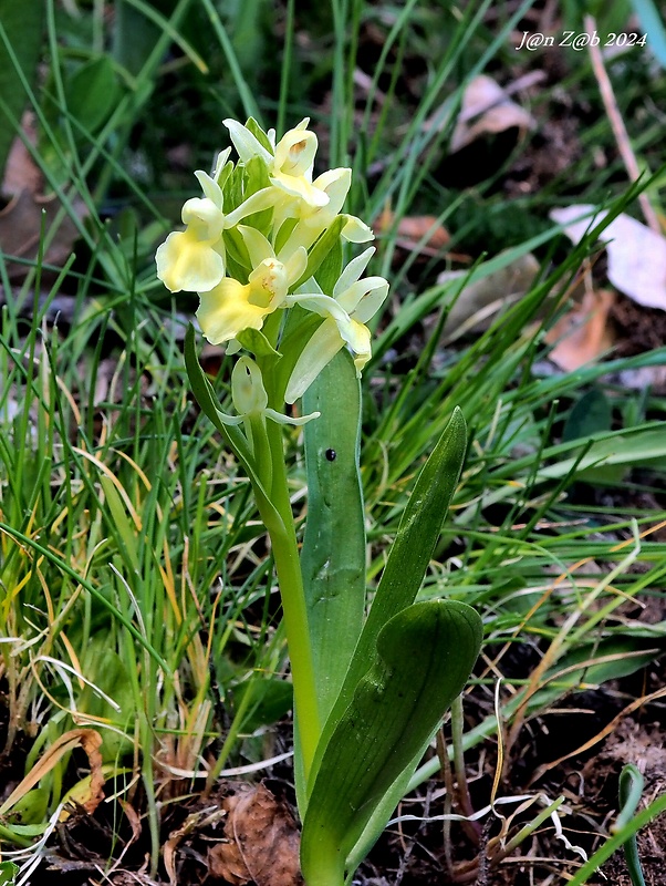 vstavač bledý Orchis pallens L.